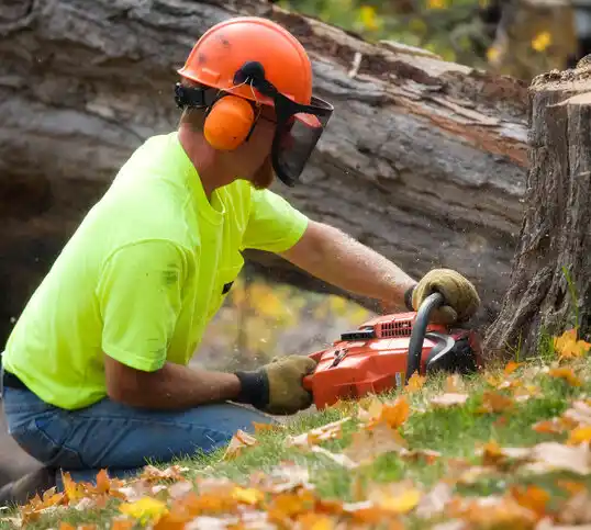 tree services Bertha